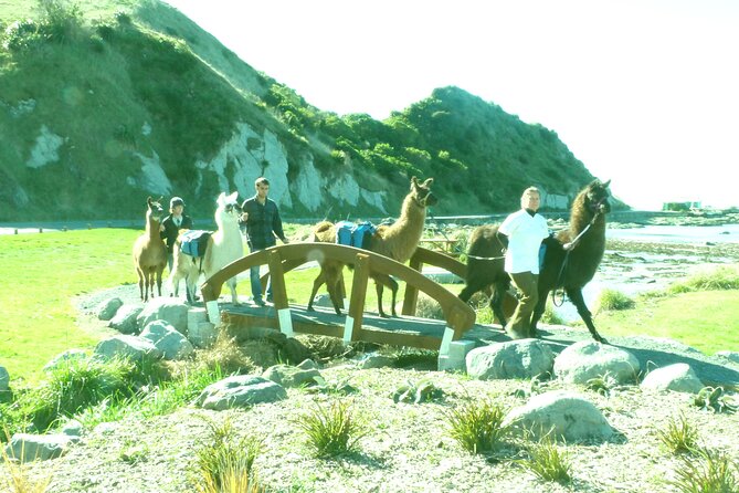 Llama Trek (Half-day) - Kaikoura Bay, Beaches & Seal Colony - What’s Included: Cake, Drinks, and Llama Saddle Bags