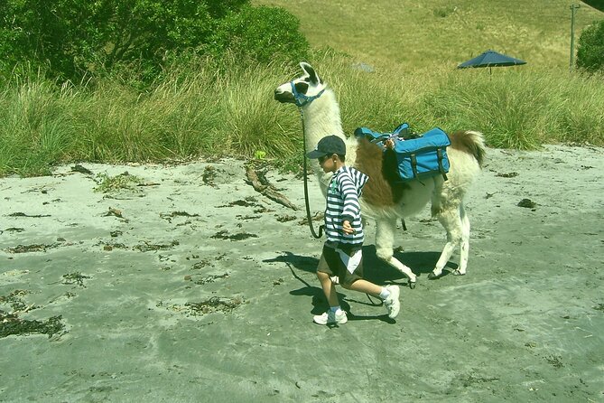 Llama Trek (Half-day) - Kaikoura Bay, Beaches & Seal Colony - Duration, Group Size, and Getting Your Bearings