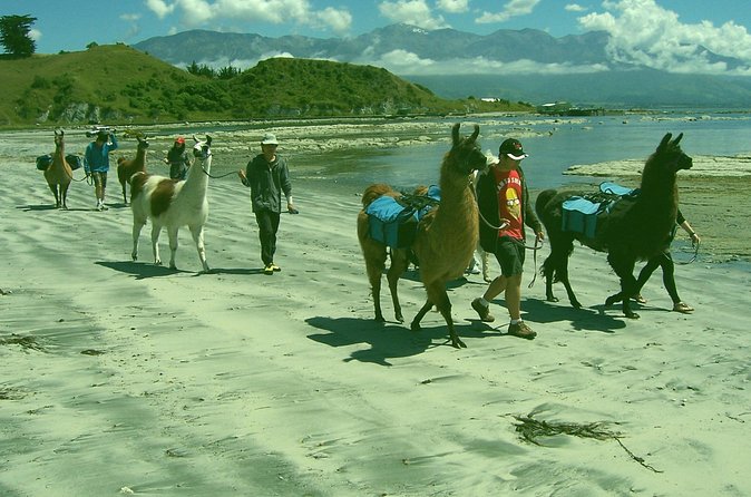 Llama Trek (Half-day) - Kaikoura Bay, Beaches & Seal Colony - Price and Value for a Small-Group Llama Trek at $154.52