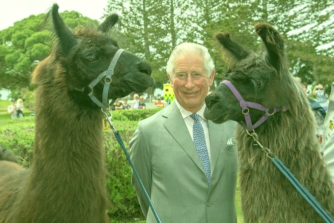 Llama Trek (Half-day) - Kaikoura Bay, Beaches & Seal Colony - Trekking Kaikoura Bay and Peninsular Coastline on Beach Paths