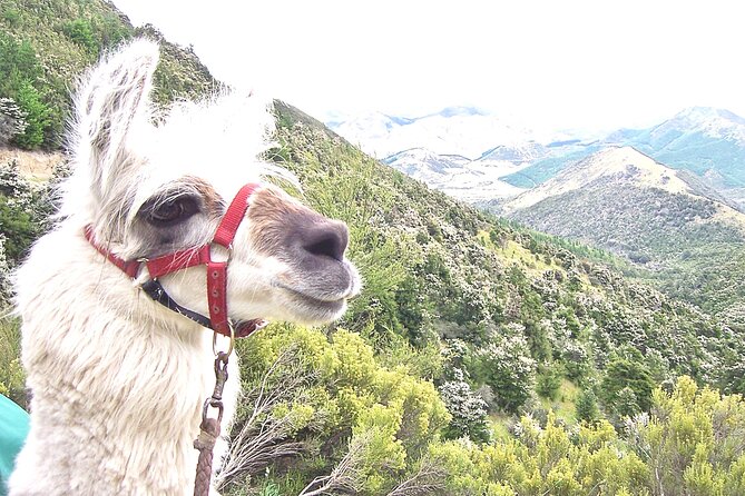 Llama Trek (Taster) - Kowhai River Valley and Native Woodland Tour - Easy Pace, Real Interaction, and Who This Trek Fits Best