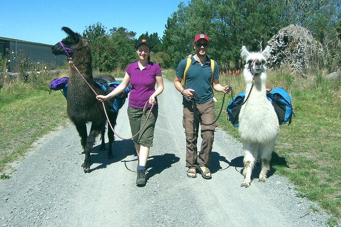 Llama Trek (Taster) - Kowhai River Valley and Native Woodland Tour - Price of $83.16 for a Llama Taster: Does It Feel Worth It?