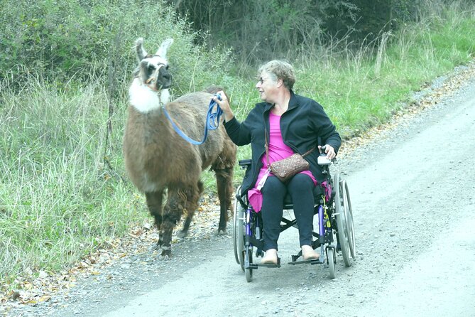 Llama Trek (Taster) - Kowhai River Valley and Native Woodland Tour - Small Tips That Make This Walk Go Smoothly