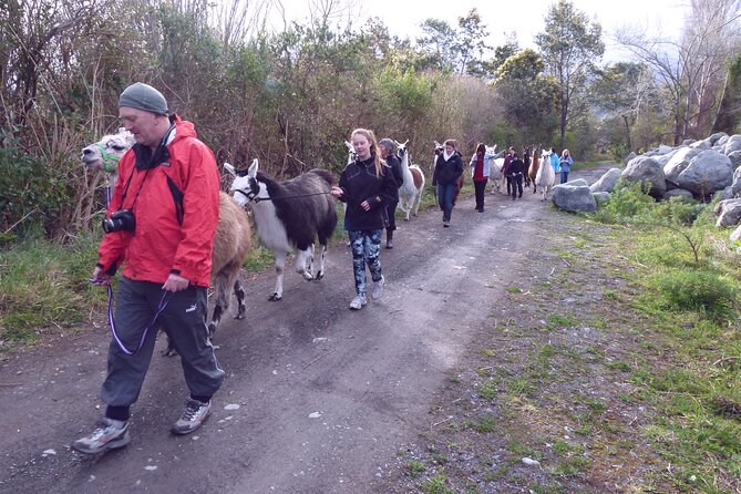 Llama Trek (Taster) - Kowhai River Valley and Native Woodland Tour - Walking Along the Kowhai River Banks and Riverbed