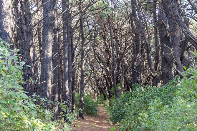 Lord of The Rings Full Day locations tour incl Weta & keepsake - Key Highlights to Know Before You Go
