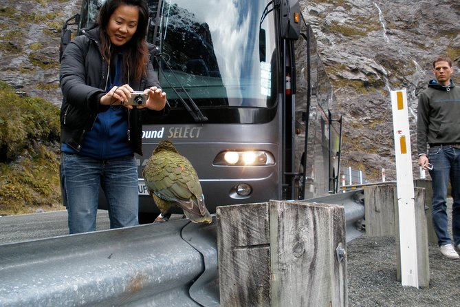 Luxury Milford Sound Coach and Scenic Cruise - What “luxury coach” means in practice