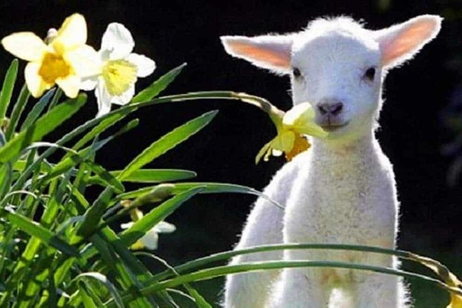 Lyttelton Cruise Excursions: Christchurch Sightseeing with Sheep Farm - Key highlights that make this one worth your time