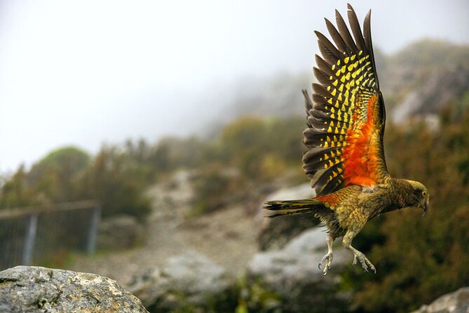 Lyttelton Shore Excursion: Arthur's Pass Day Tour - A long Alps day from Lyttelton, with a real payoff