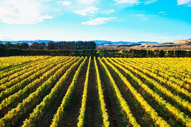 Lyttelton Shore Excursion - City Highlights & Waipara Wine Tour - Key highlights you will feel right away