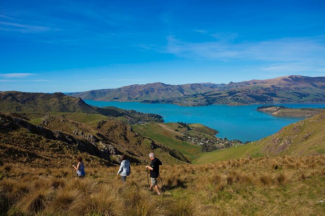 Lyttelton Shore Excursion - Guided Walking Tour and Picnic - Wildlife Along the Way: Seals, Dolphins, and Native Birds as a Bonus