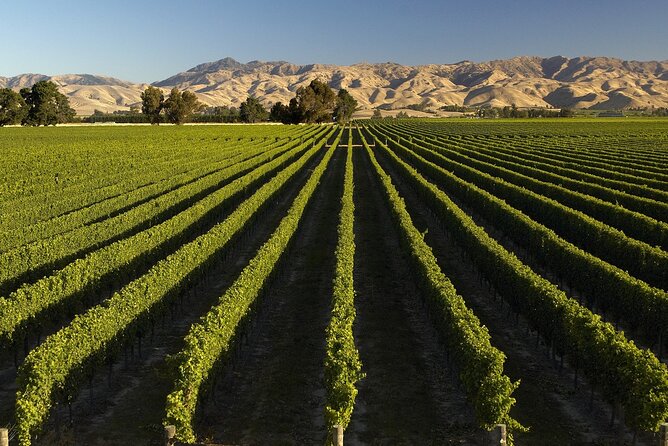 Marlborough Afternoon Wine Tour with Tastings - The tastings: what you actually get from guided wine samples
