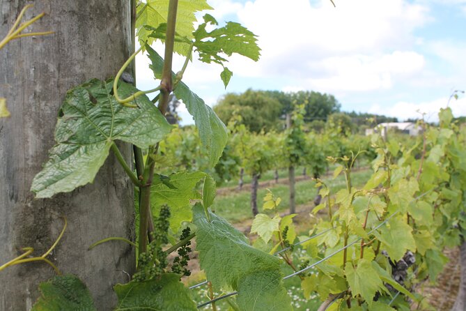 Marlborough Classic Wine Tasting Tour. - Stop by Stop: How the Winery Schedule Works (And Why It Feels Efficient)