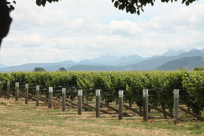 Marlborough Classic Wine Tasting Tour. - Timing, What to Bring, and How to Enjoy the Full Half-Day