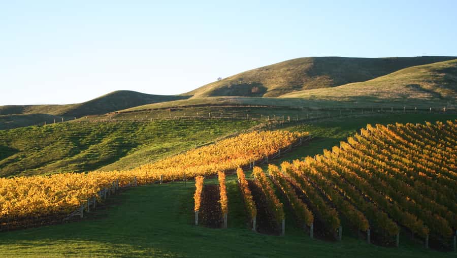 Marlborough: Full-Day Wine and Seafood Tour with Cruise - The morning wine tastings: how the schedule actually feels
