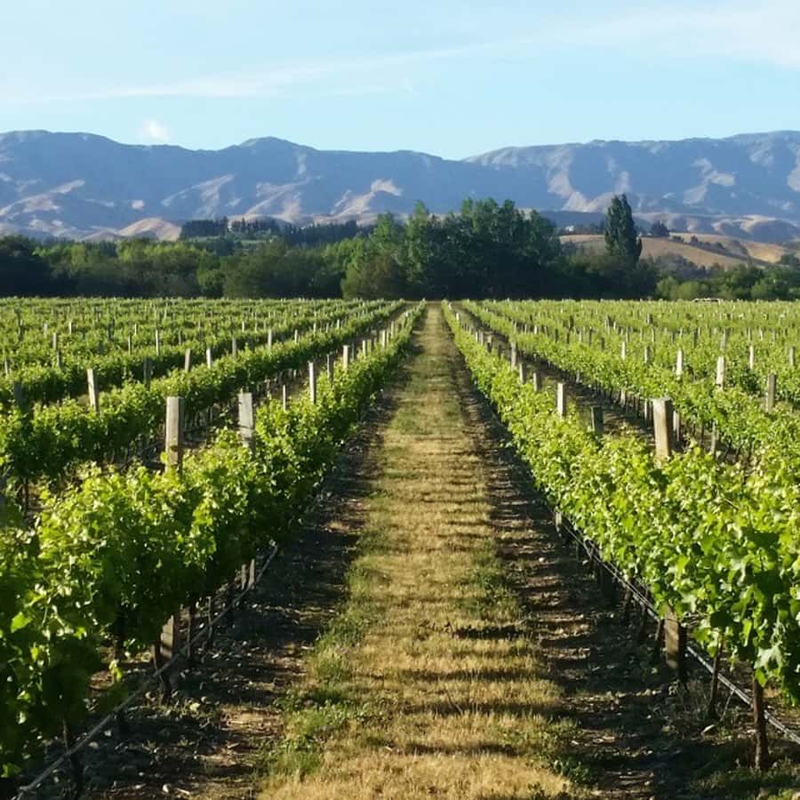 Marlborough Full Day Wine Tour - The guided vineyard walk, timed to what is happening now