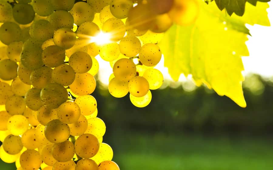Marlborough Half Day Wine Tour From Blenheim - Marlborough Half Day Wine Tour, the Fast Take