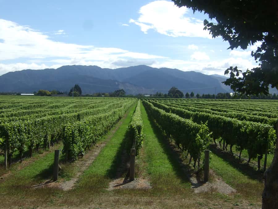 Marlborough Half Day Wine Tour From Blenheim - The Core Plan, 3 to 4 Wineries and What That Means for Your Afternoon