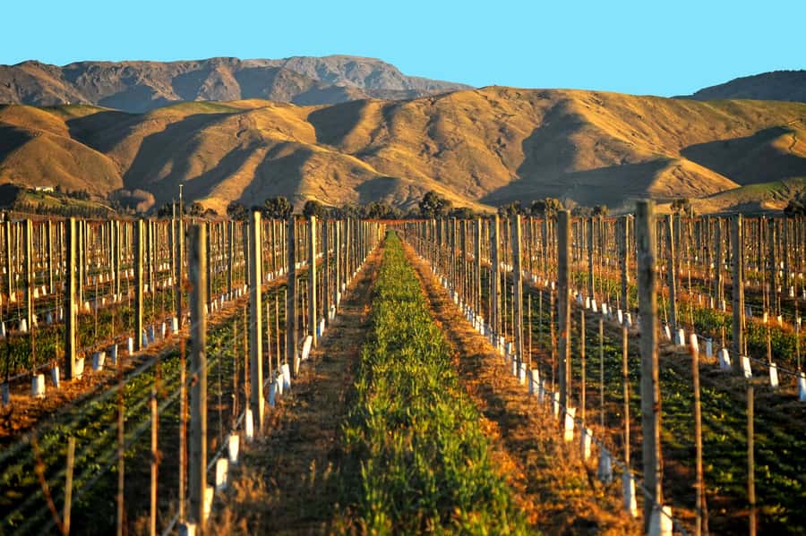 Marlborough Half Day Wine Tour From Picton - The No-Lunch Reality: Plan Food Before You Leave