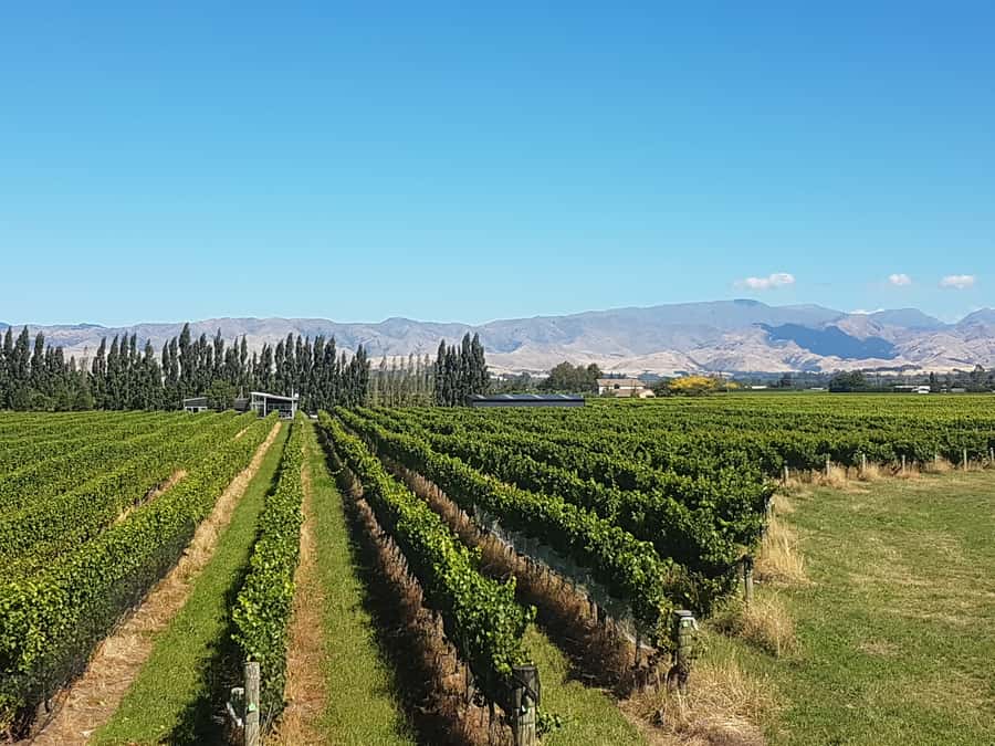Marlborough: Half Guided and Half Self-Guided Bike Wine Tour - Who this tour suits best, and who might not love it