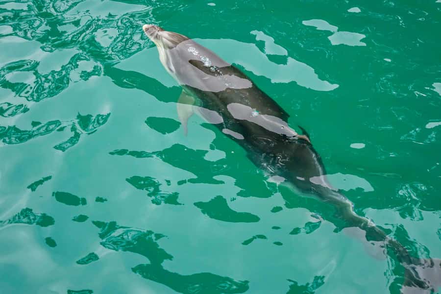 Marlborough Sounds and Ship Cove Cruise from Picton - Key points before you go