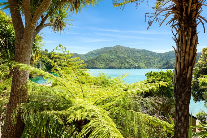 Marlborough Sounds Day Visit to Lochmara - Lochmara Bay on included kayaks and paddle boards