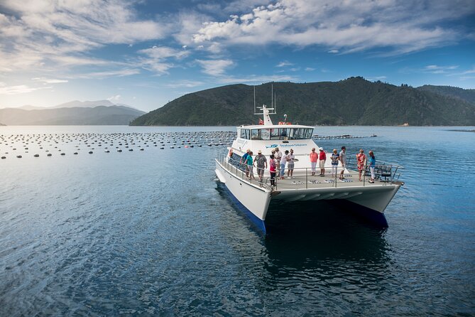 Marlborough Sounds Day Visit to Lochmara - Underwater Observatory, seeing fish without the saltwater
