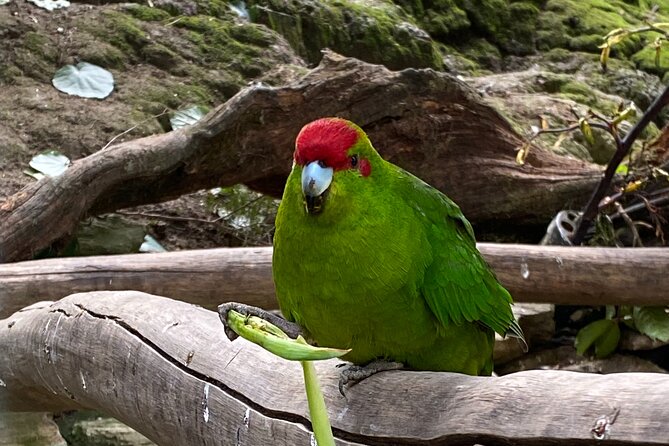 Marlborough Sounds Day Visit to Lochmara - Morning or afternoon departure, and how to plan your timing