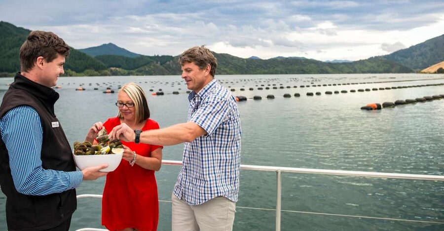 Marlborough Sounds: Greenshell Mussel Cruise - Price and logistics: what you get for $107 in 3 hours