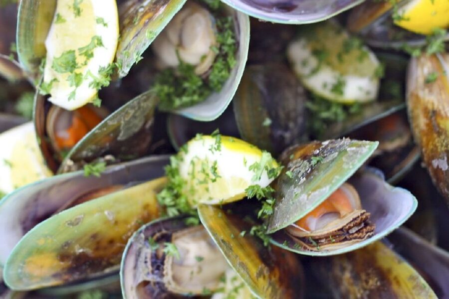 Marlborough Sounds: Greenshell Mussel Cruise - Comfort, safety, and who this cruise is for