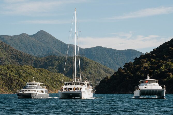 Marlborough Sounds Greenshell Mussel Tasting Cruise - Picton Marina catamaran, and a clean start to your Marlborough Sounds day