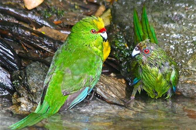 Marlborough Sounds Ultimate Cruise - Marlborough Sounds wildlife hunting, with a real bird island stop
