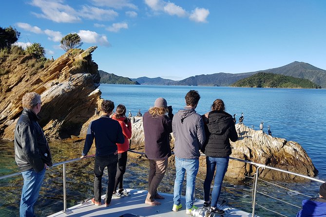 Marlborough Sounds Ultimate Cruise - Motuara Island bird sanctuary: colonial significance plus a hike to better views