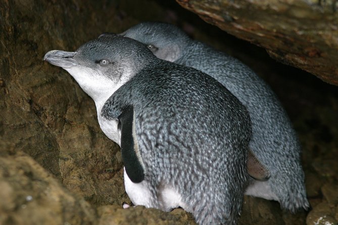 Marlborough Sounds Ultimate Cruise - How the guides use binoculars and ID cards so you actually learn what you’re seeing