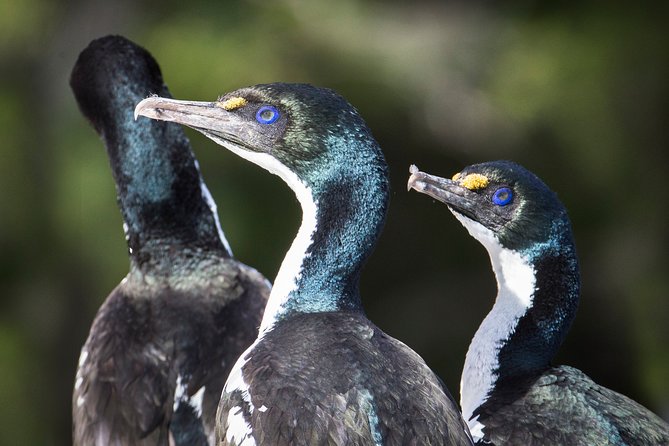 Marlborough Sounds Ultimate Cruise - Drinks, snacks, and the PM wine perk that actually makes sense