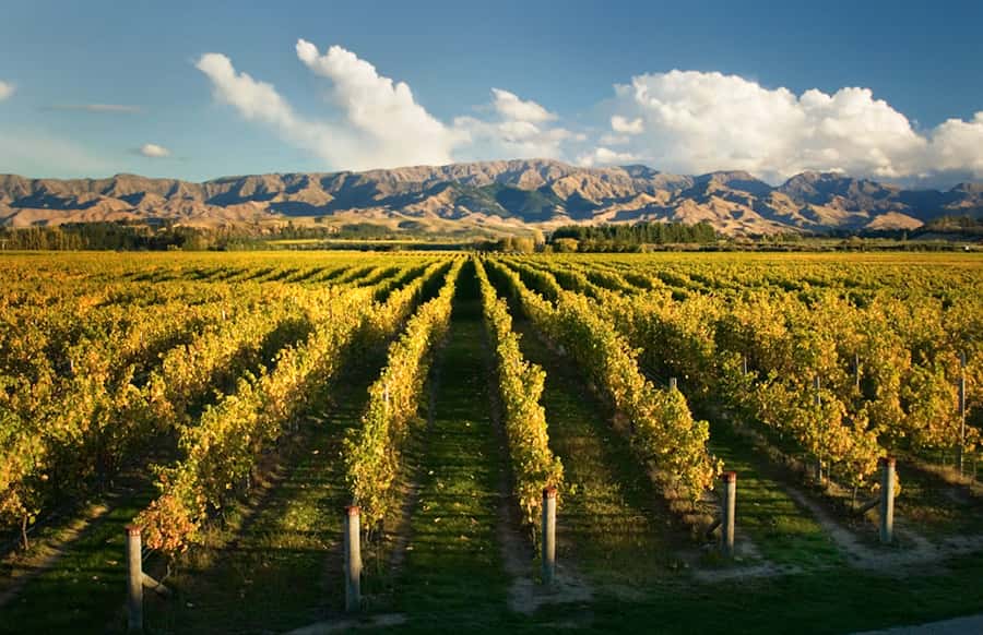 Marlborough: Wineries Visit and Tasting Session - Key Things Worth Knowing Before You Go