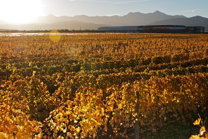 Marlborough Winery Tour - A Day of Cuisine & Wine 6hrs - Price, included tasting fees, and where extras show up