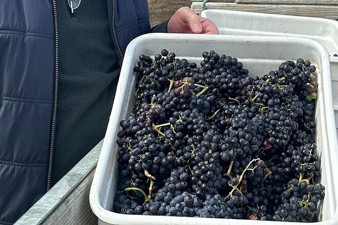 Martinborough Chefs shared wine tour ŵ lunch from Wellington - Coney Wines lunch stop: gourmet food and Lisa Coney’s tastings