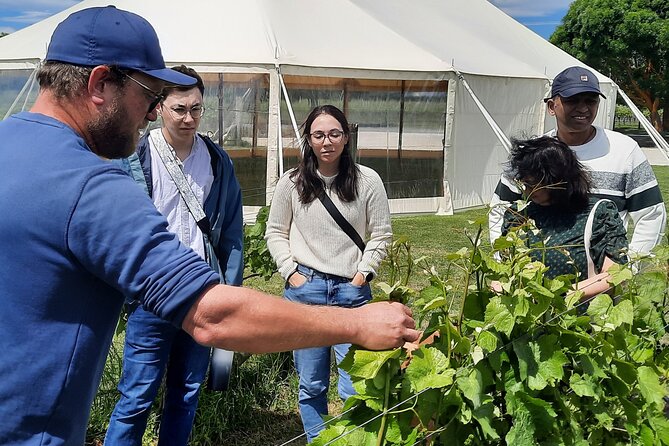 Martinborough Winery and Foodie Day Tour with vineyard lunch - How the small-group format changes the whole day