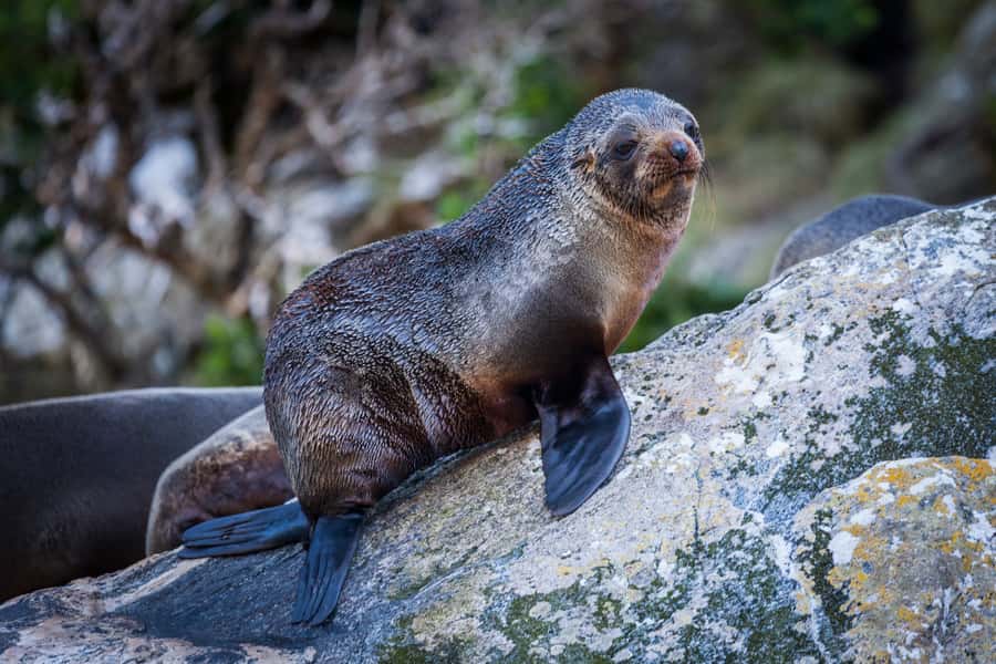 Milford Sound: 2-Hour Small Boat Scenic Cruise - Key things to know before you go