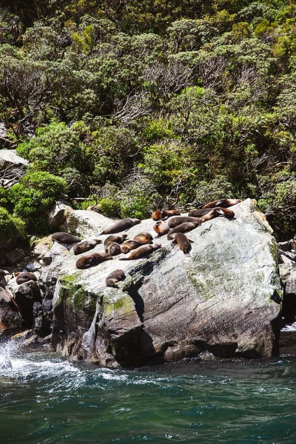 Milford Sound: 2-Hour Small Boat Scenic Cruise - Photo strategy: where you should stand for the best shots