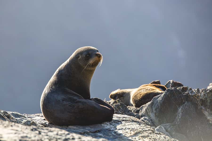 Milford Sound: 2-Hour Wildlife & Nature Cruise - Waterfalls, sheer rock faces, and that close spray moment