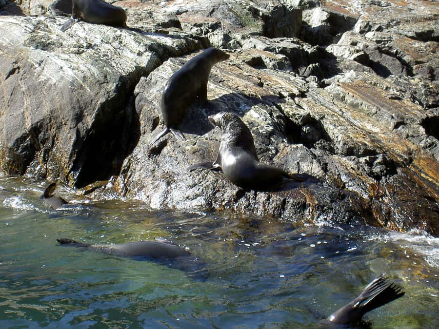 Milford Sound: Boutique Small-Boat Cruise - Should you book this boutique Milford Sound cruise?