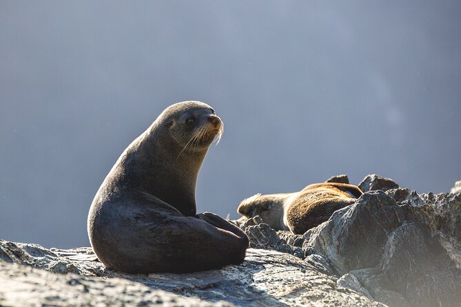 Milford Sound Cruise - RealNZ - Who should book this Milford Sound cruise, and who should skip it
