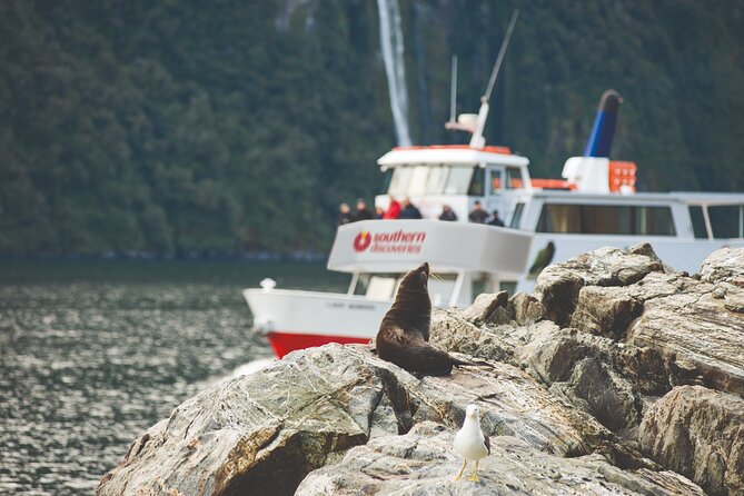 Milford Sound Extended Cruise with Southern Discoveries - Key highlights to know before you go