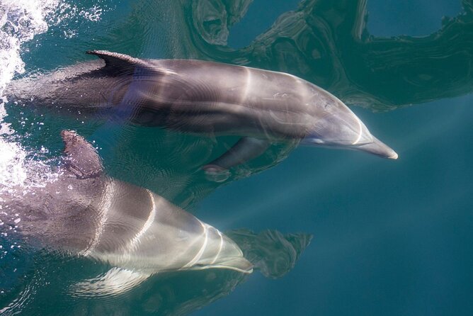 Milford Sound Extended Cruise with Southern Discoveries - Wildlife spotting: what to expect and how to improve your odds