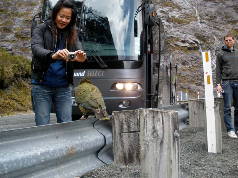 Milford Sound Premium Day Tour and Cruise from Te Anau - Key highlights that make this tour work