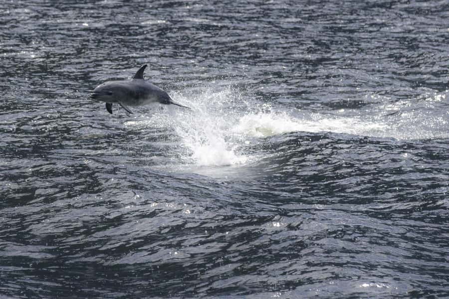 Milford Sound: Premium Small Group Cruise with Canape Lunch - The 2h15 on the fiord, what you’ll see and why it’s worth the wait