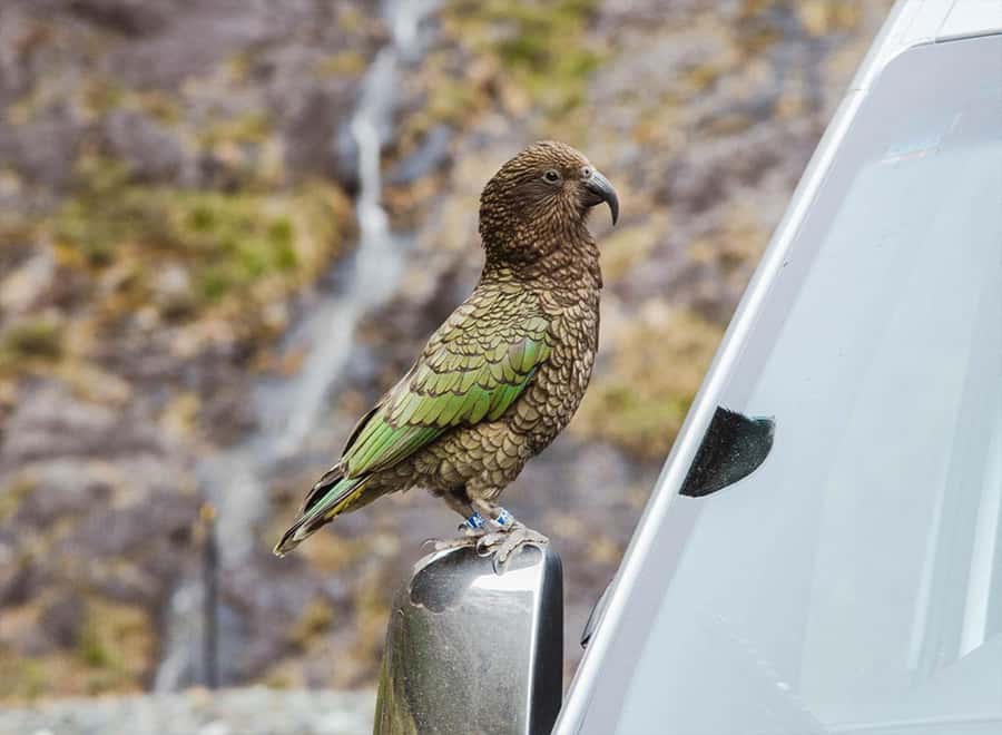 Milford Sound: Small-Group Tour from Te Anau - Who should book this Milford Sound tour from Te Anau