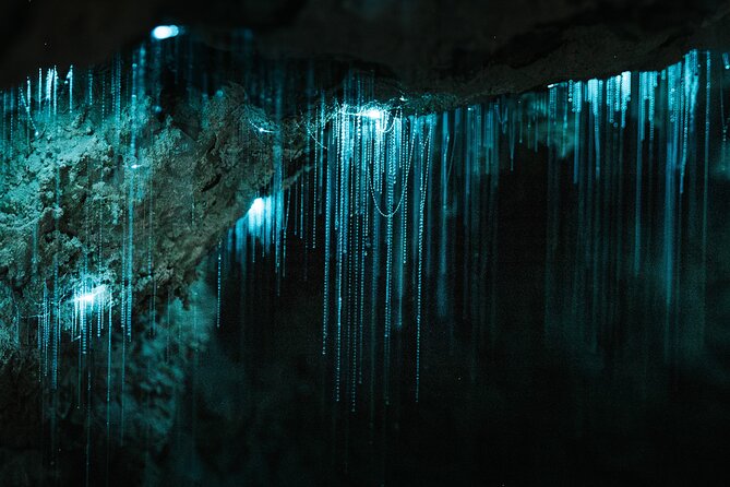 Milky Way Glowworm Cave Tour - Milky Way Glowworm Cave, Waipu: Why it is worth the trip from Auckland