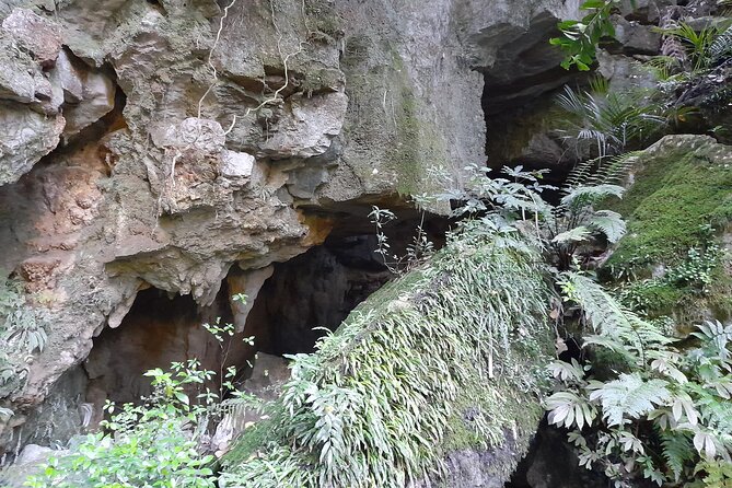 Milky Way Glowworm Cave Tour - One stop, done well: Milky Way Glowworm Cave in Waipu